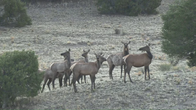 Making the elk nervous. :)