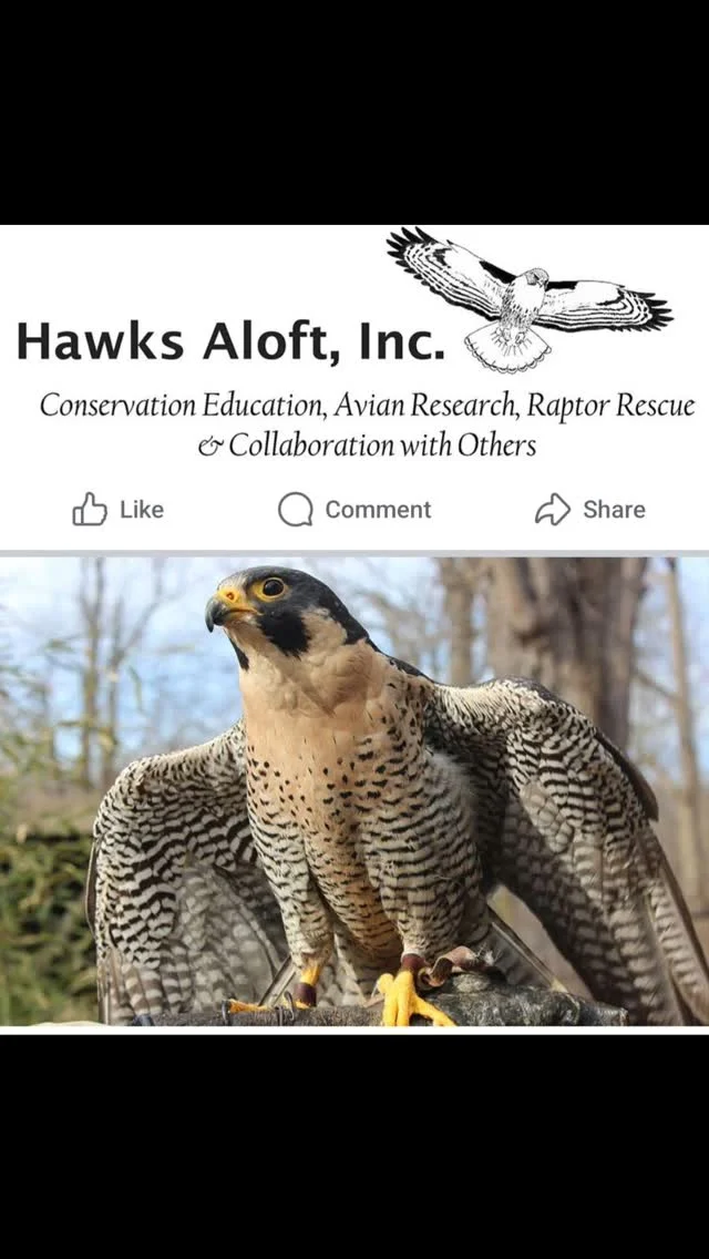 TODAY AT THE LIBRARY! The Socorro Public Library is the place to be this afternoon. Get up close to these beautiful raptors at 2 pm.